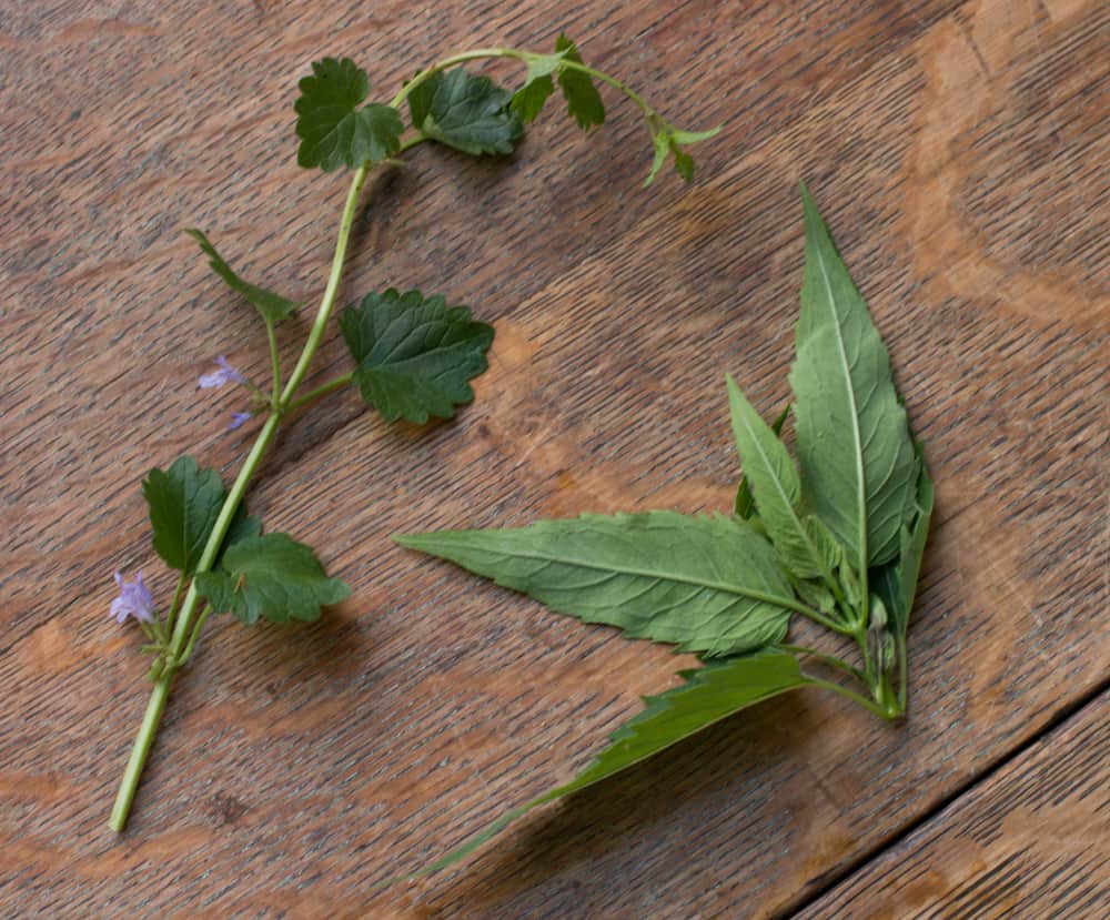 Foraged Herbs