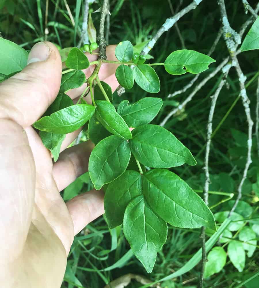 kinome, sansho, wild szechaun peppercorn leaves prickly ash
