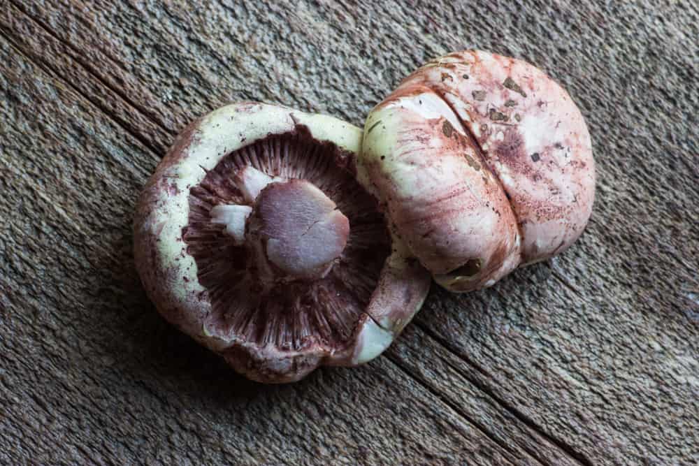 Hygrophorus Russula