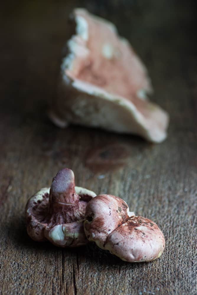 Hygrophorus Russula