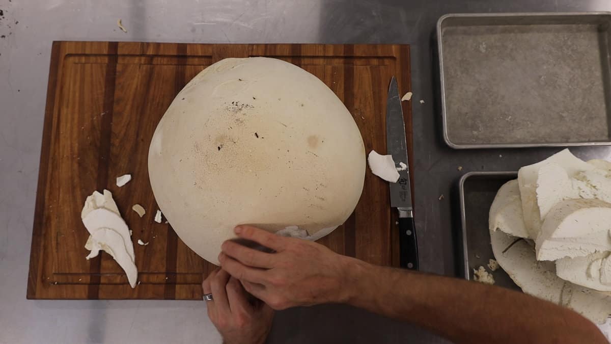 Cleaning and peeling a puffball mushroom 