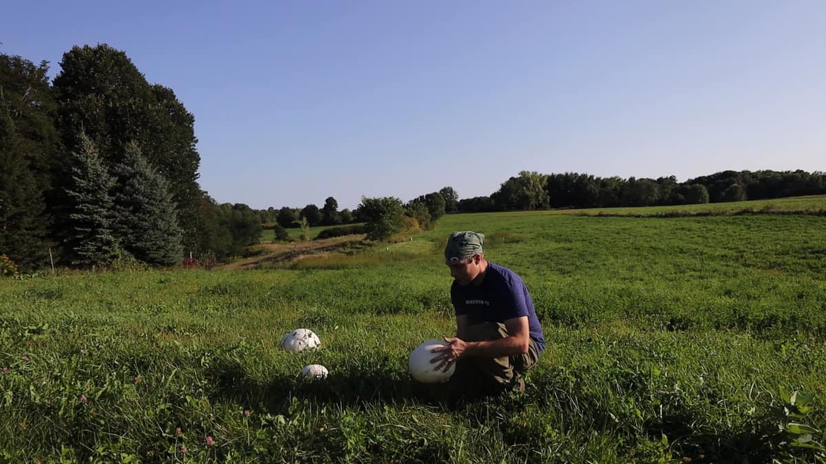 Harvesting a puffball mushroom 