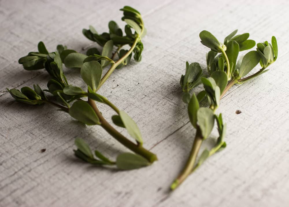 Purslane 