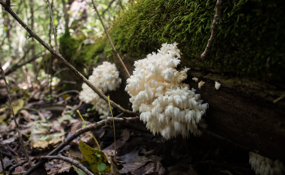 Hericium Mushrooms