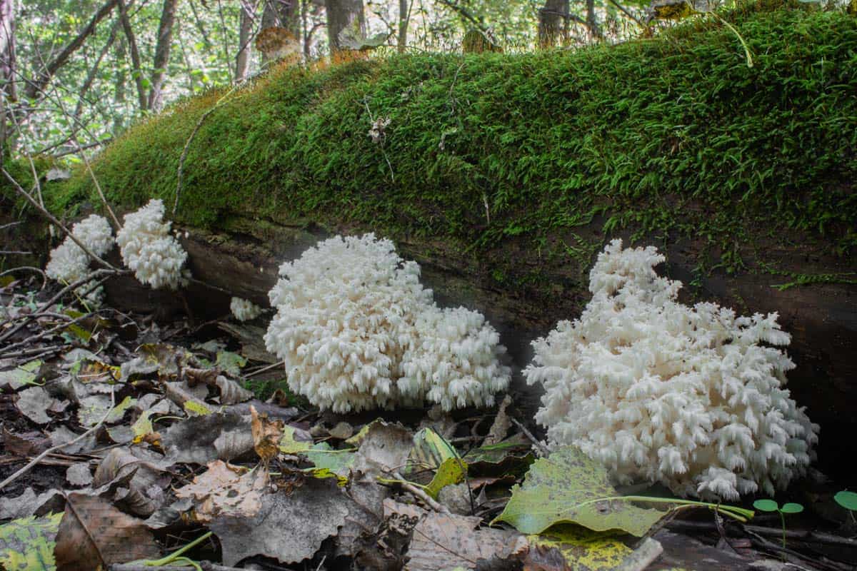 Hericium Mushrooms