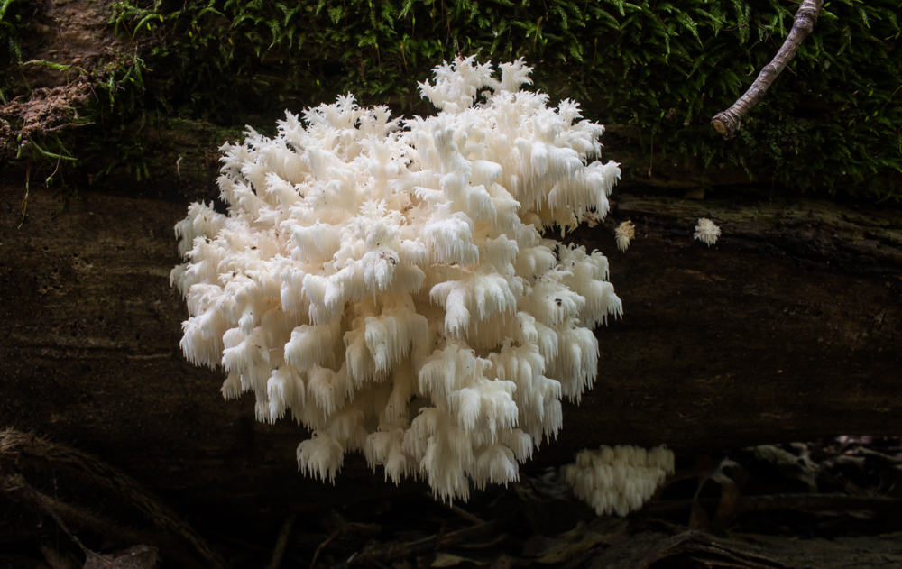 Hericium Mushrooms