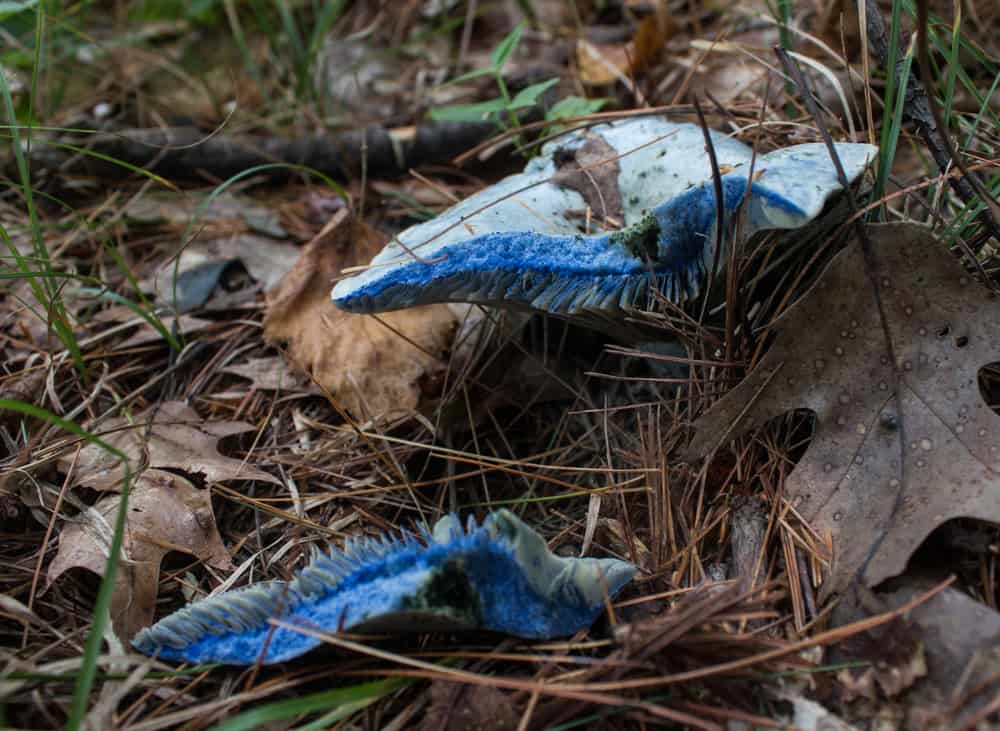Lactarius Indigo blue Mushroom in the woods 