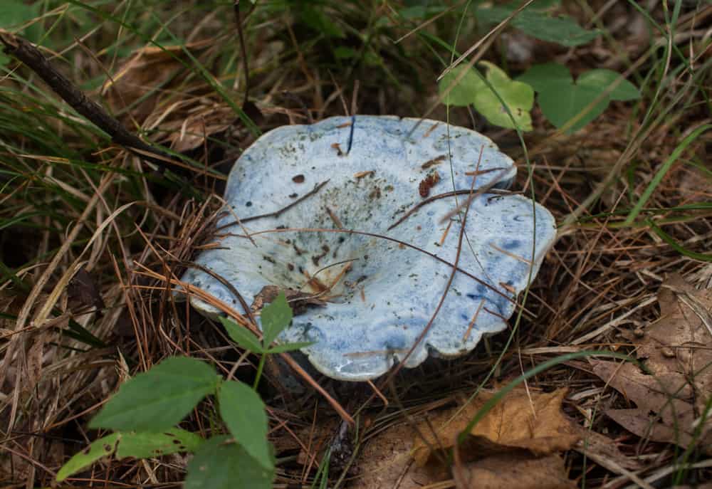 Lactarius indigo, an edible blue mushroom 