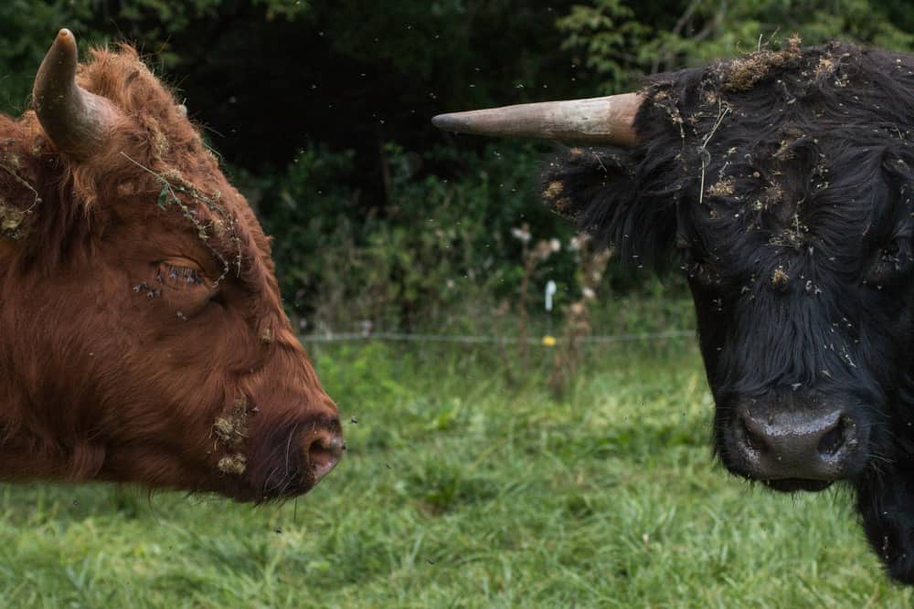 beef cattle, scottish highland 