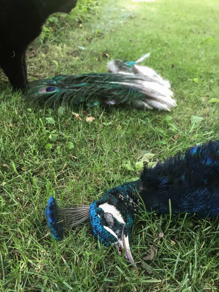 peacock-hunting