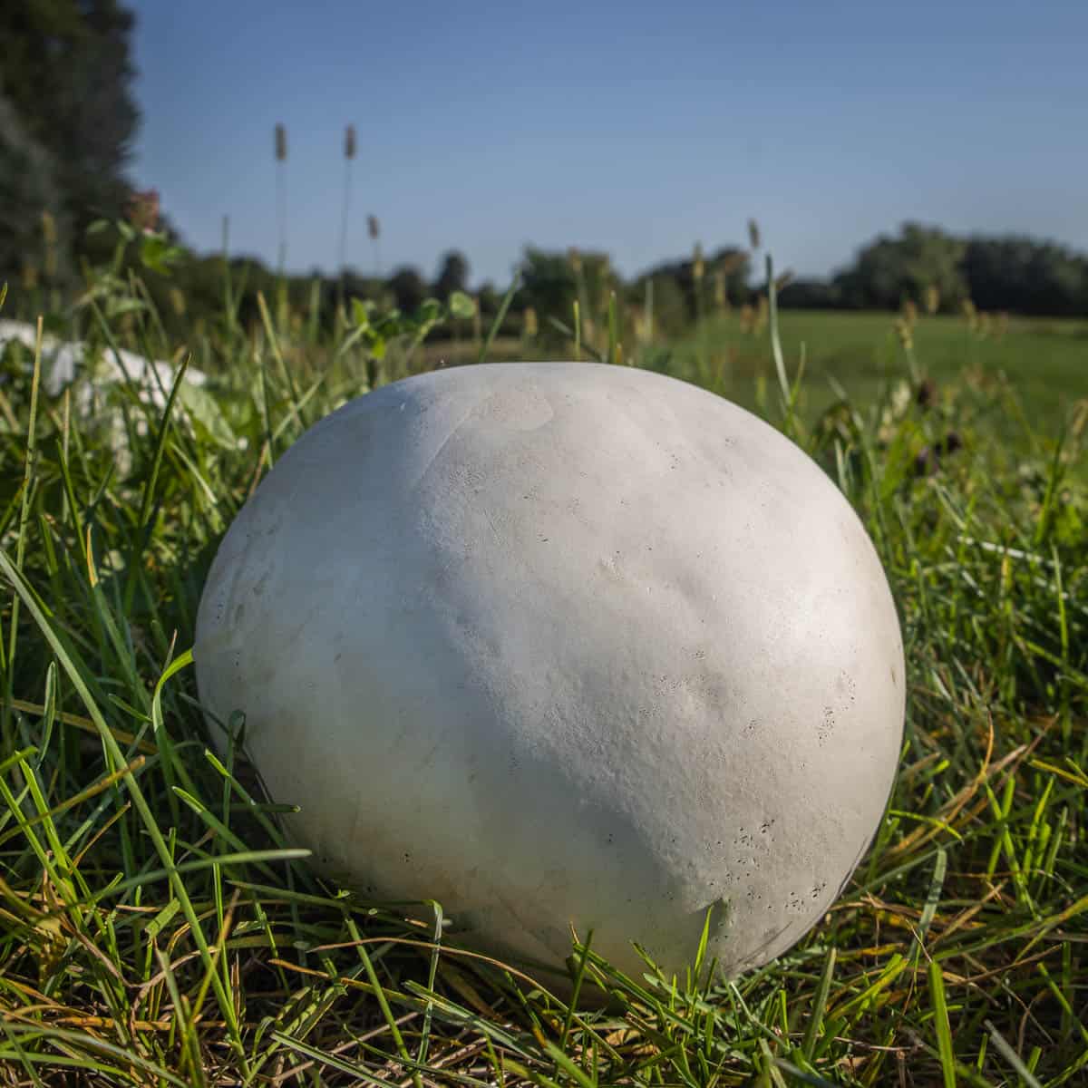 Puff balls or death caps? : r/Mushrooms
