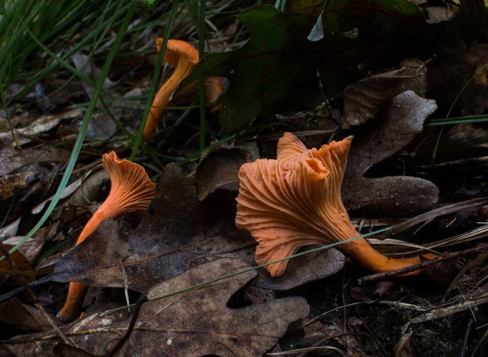 red chanterelle mushrooms or Cantharellus cinnabarinus on the ground. 