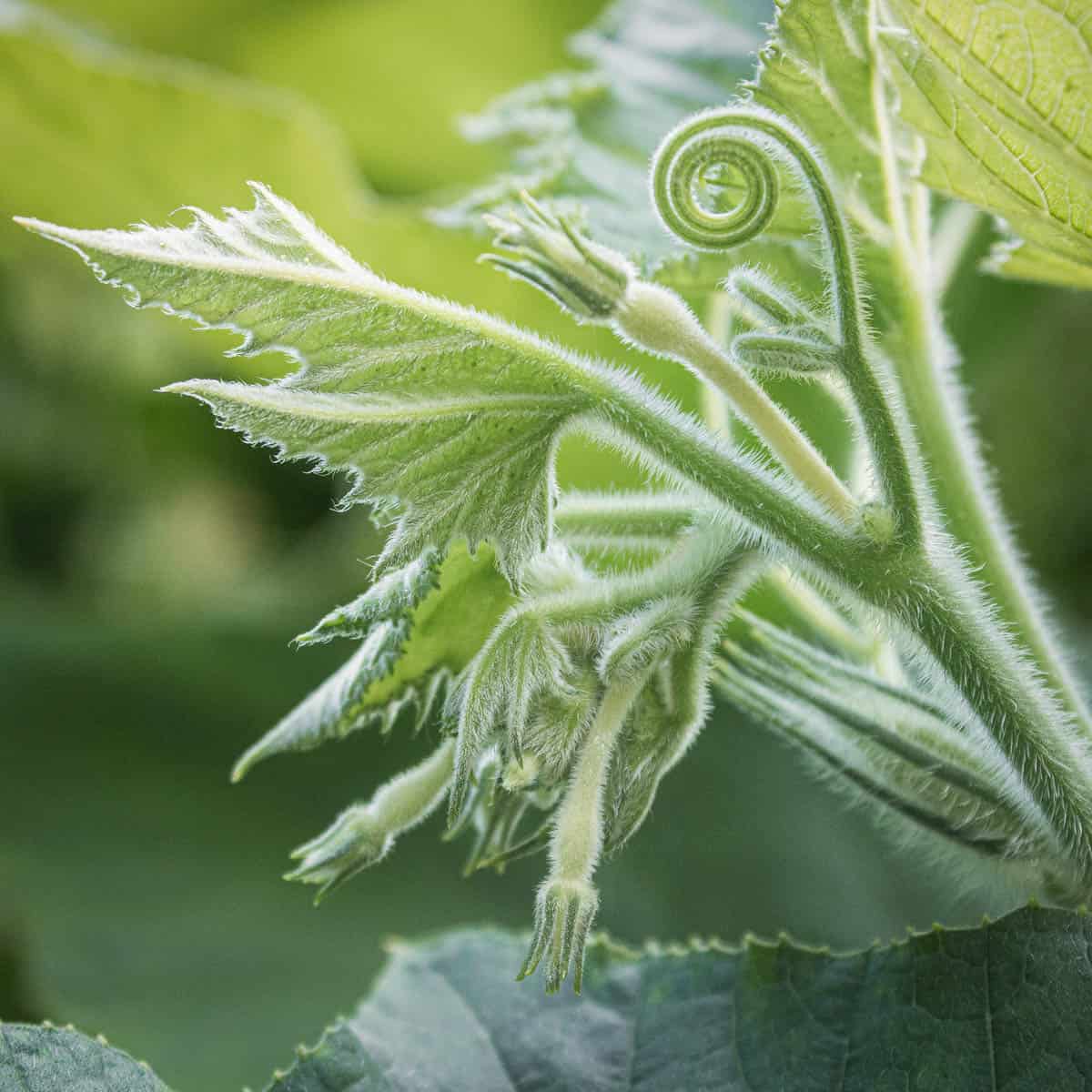 squash-shoots