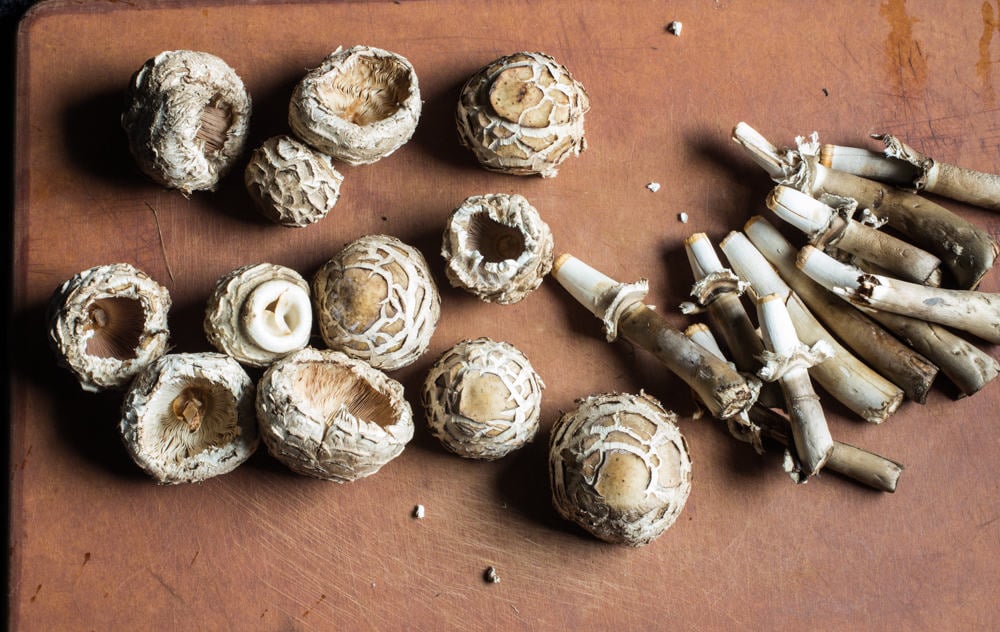  Shaggy Parasol Mushrooms