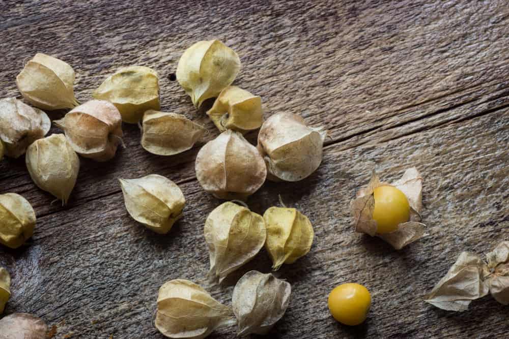 Ground Cherries Cape Gooseberries