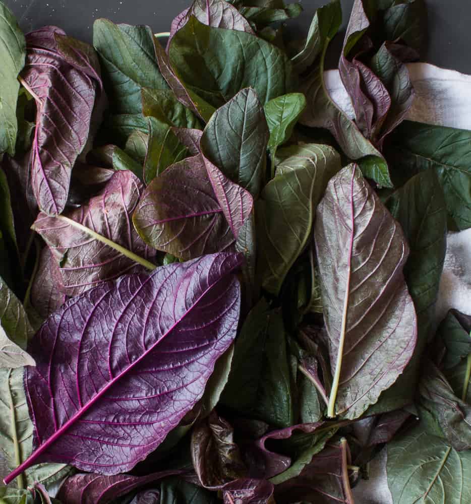 Wild Amaranth 