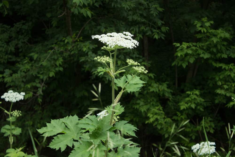 cow parsnip blossoms 