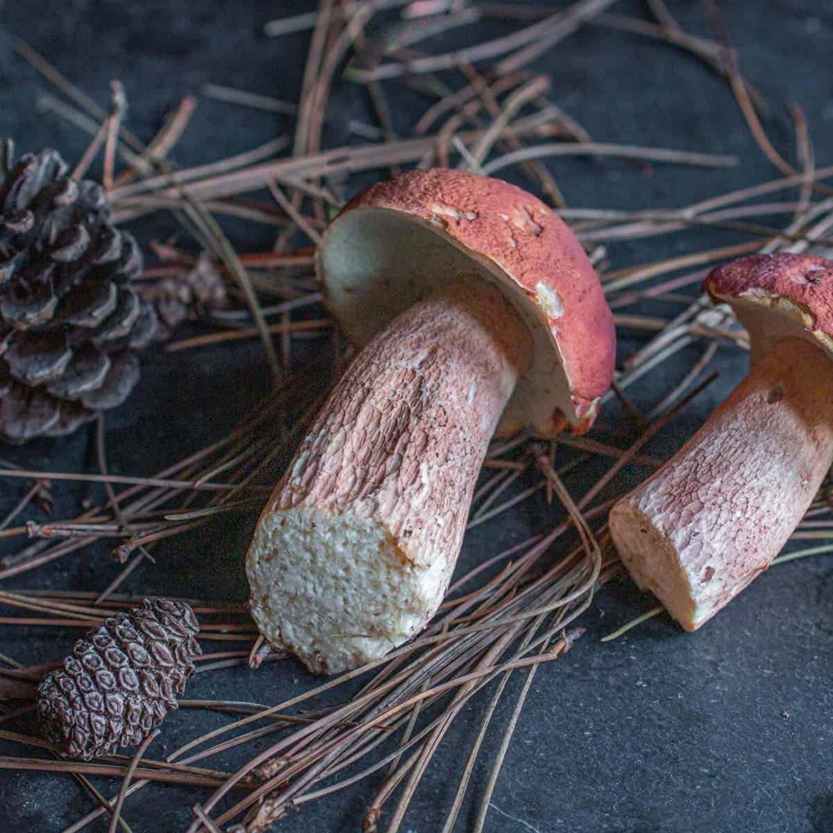 Pine Porcini Mushrooms