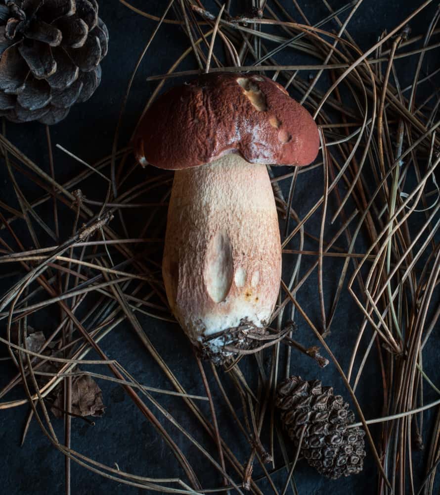 Boletus subcaerulescens 