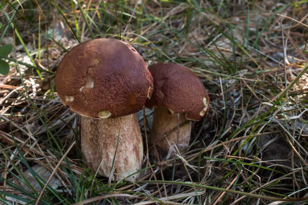 Pine Porcini Mushrooms or Boletus subcaerulescens