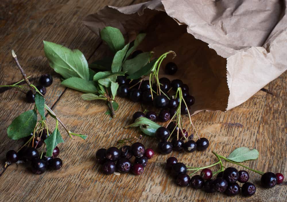 chokeberry-or-aronia-berry_