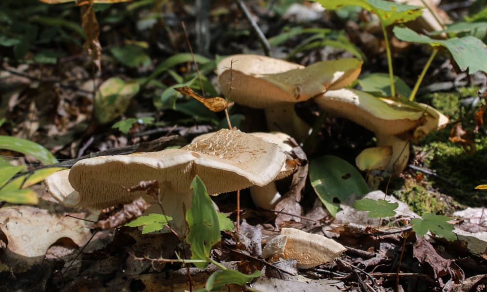 giant hedgehog mushrooms