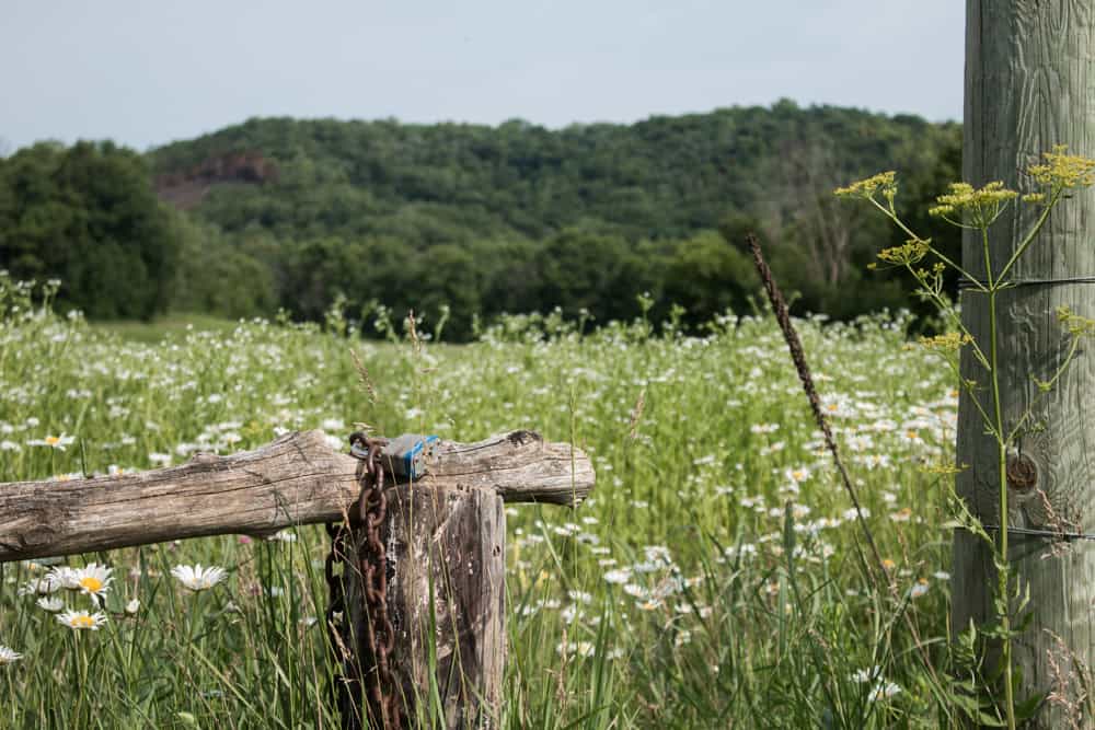 mushroom hunting, south east mn