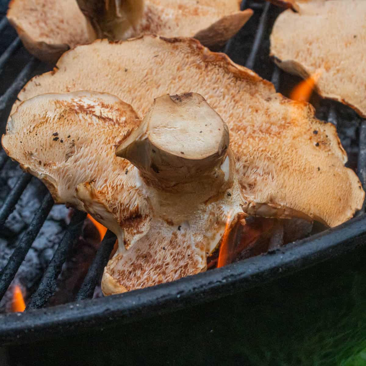 Spreader hedgehog mushrooms