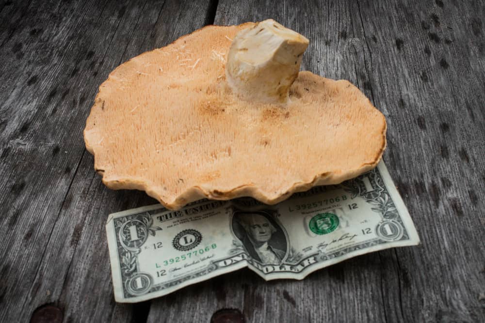 Hydnum albomagnum mushroom next to a dollar for scale