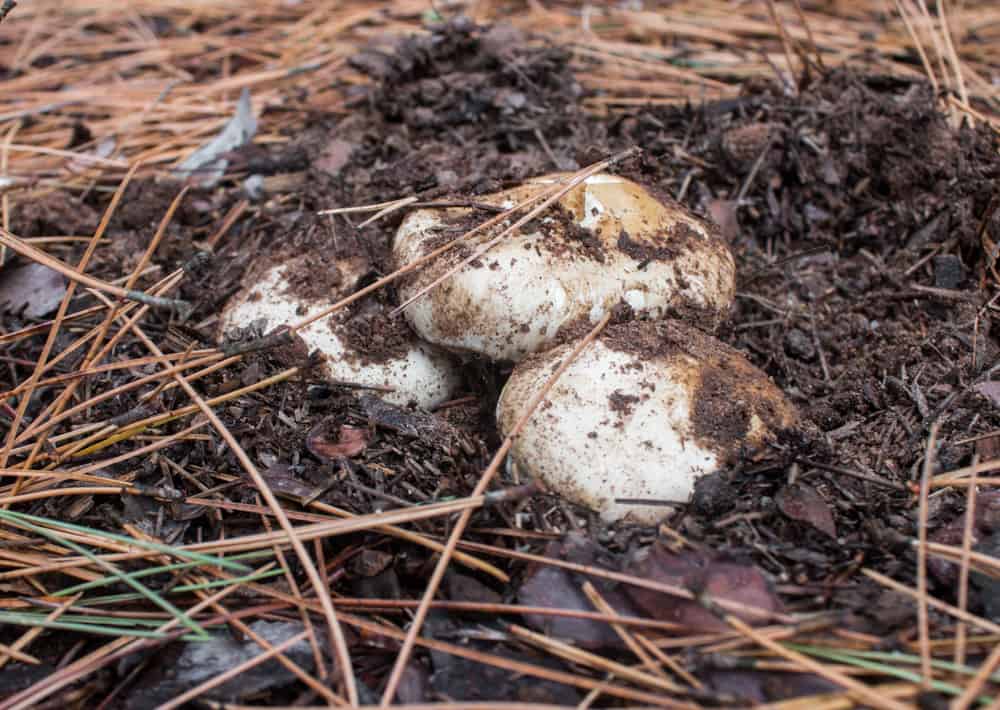 Minnesota Matsutake Mushrooms