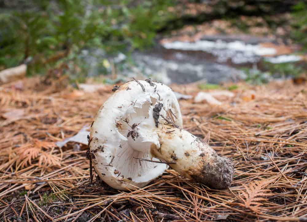 Minnesota Matsutake Mushrooms