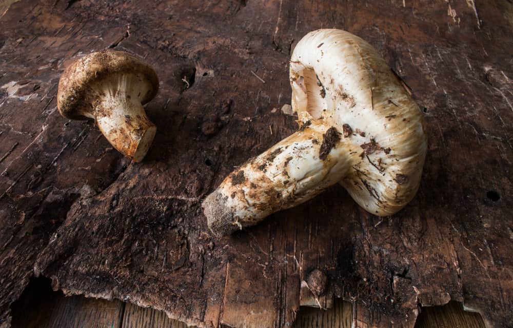 Minnesota Matsutake Mushrooms