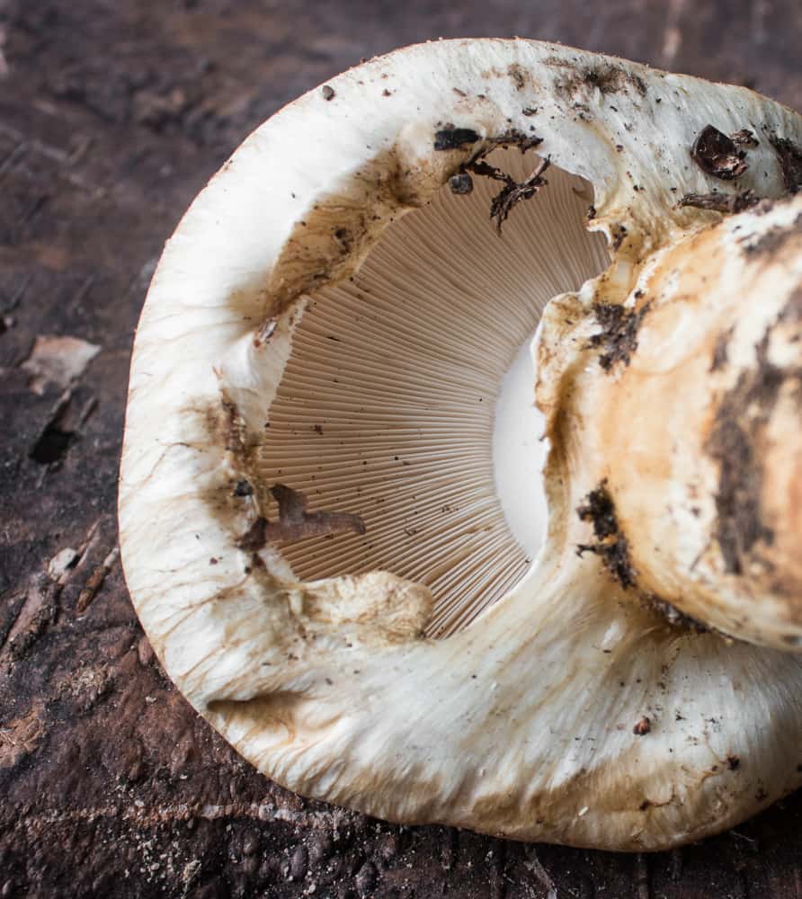 Minnesota Matsutake Mushrooms