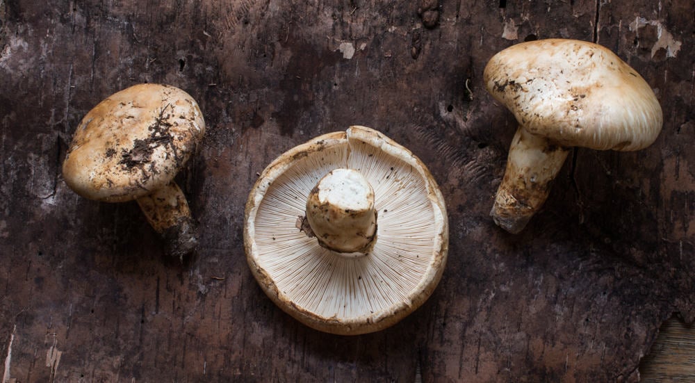 Tricholoma caligatum, The False Matsutake : Forager