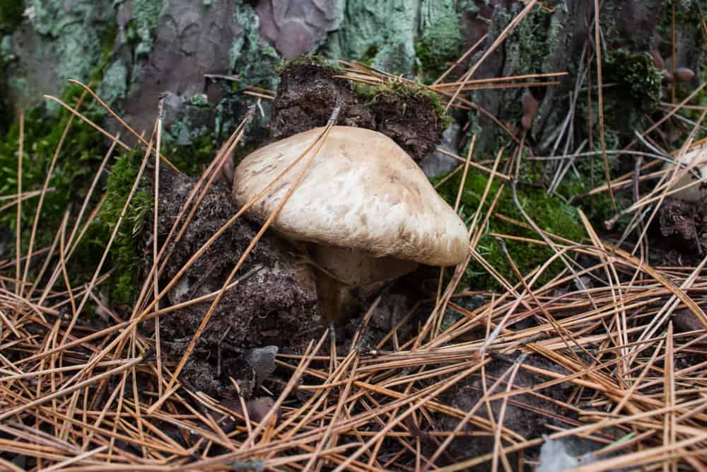 Minnesota Matsutake Mushrooms