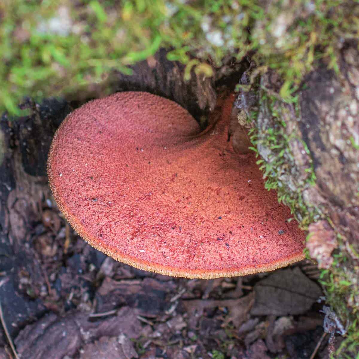 Beefsteak mushrooms