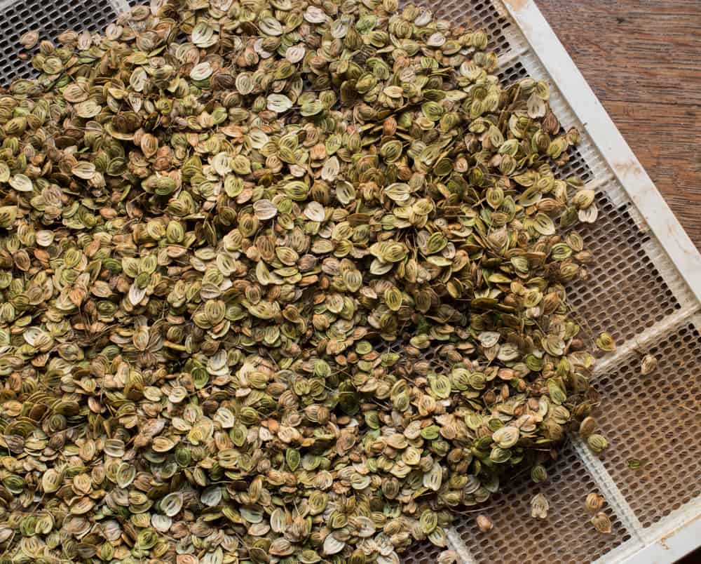 cow parsnip seeds