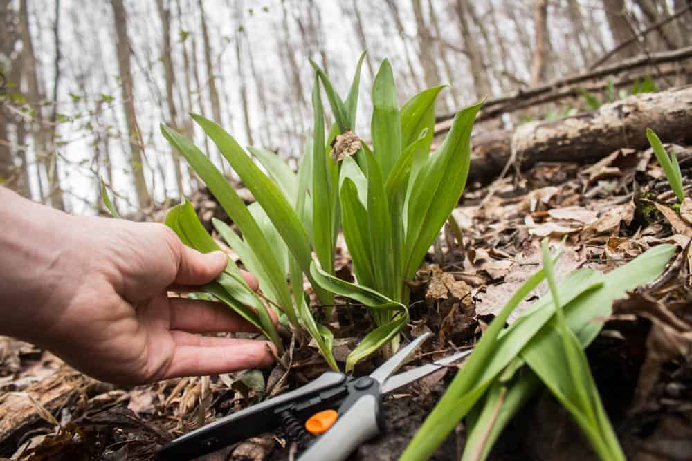 Sustainably harvesting ramp leaves