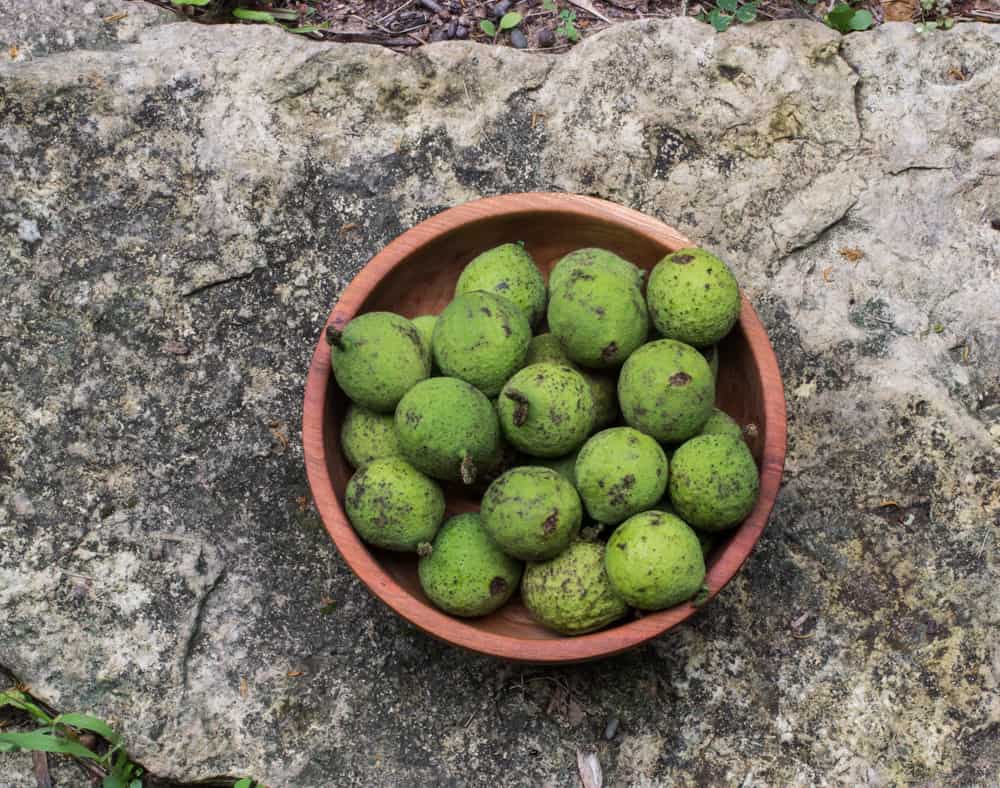 young black walnuts