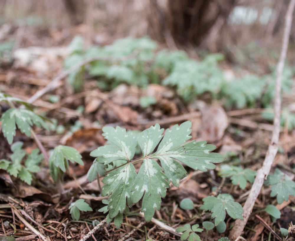 edible Virginia waterleaf