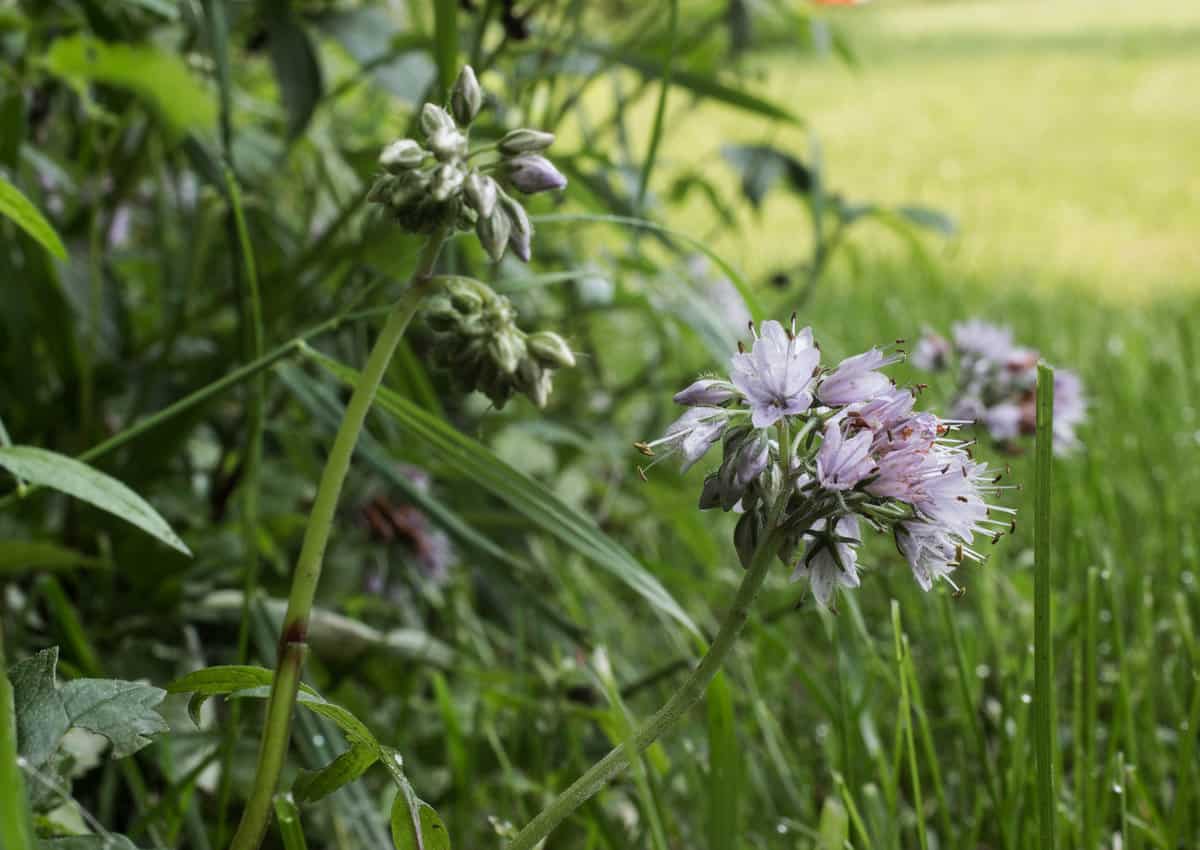 Virginia waterleaf