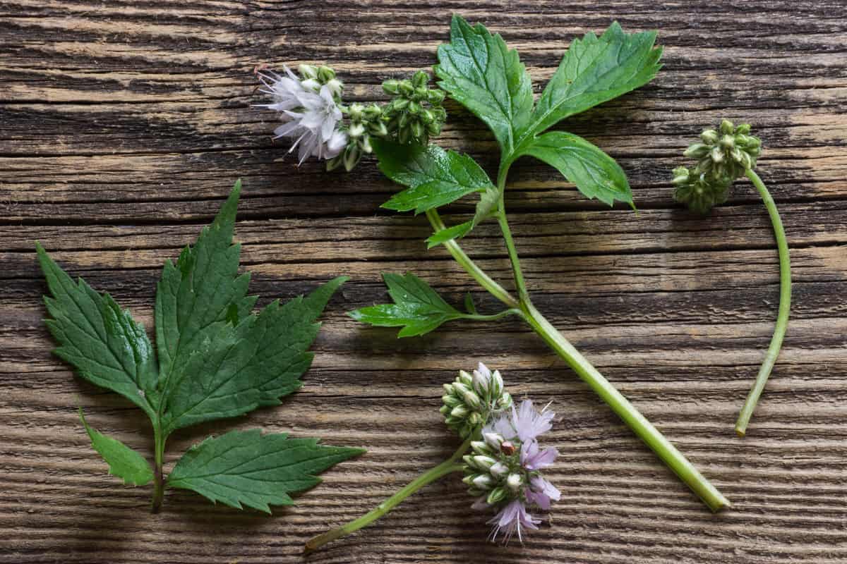 Virginia waterleaf