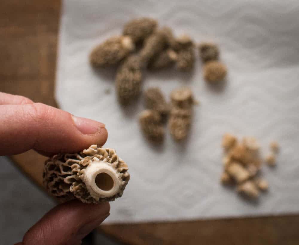 Cleaning morel mushrooms and leaving them whole for cooking