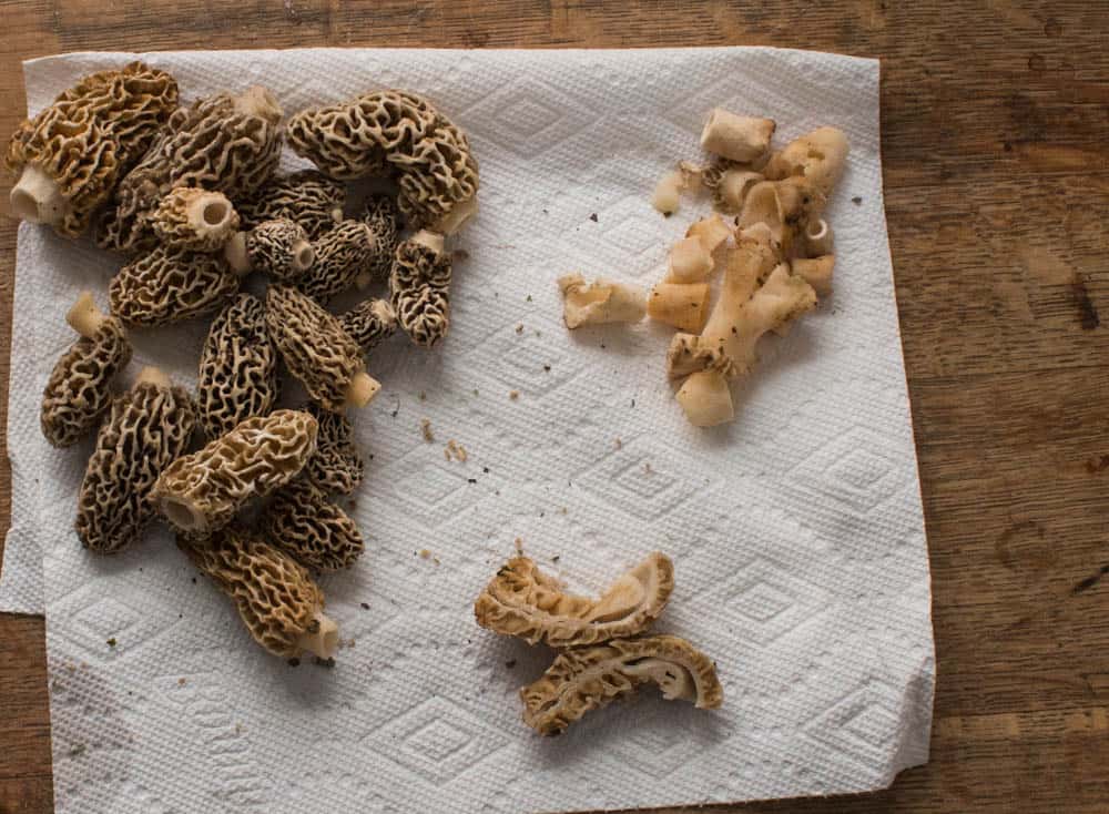 Cleaning morel mushrooms and leaving them whole for cooking