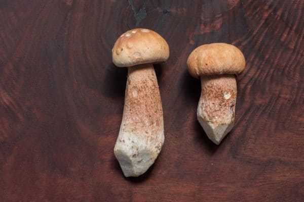 Midwest Porcini or Boletus subcaerulescens buttons 