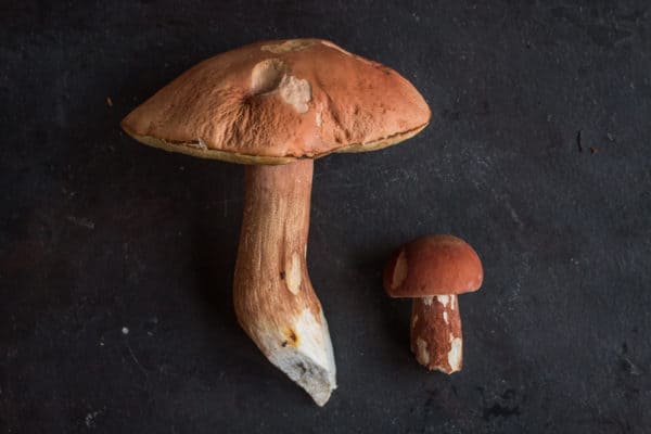 Midwest Porcini or Boletus subcaerulescens