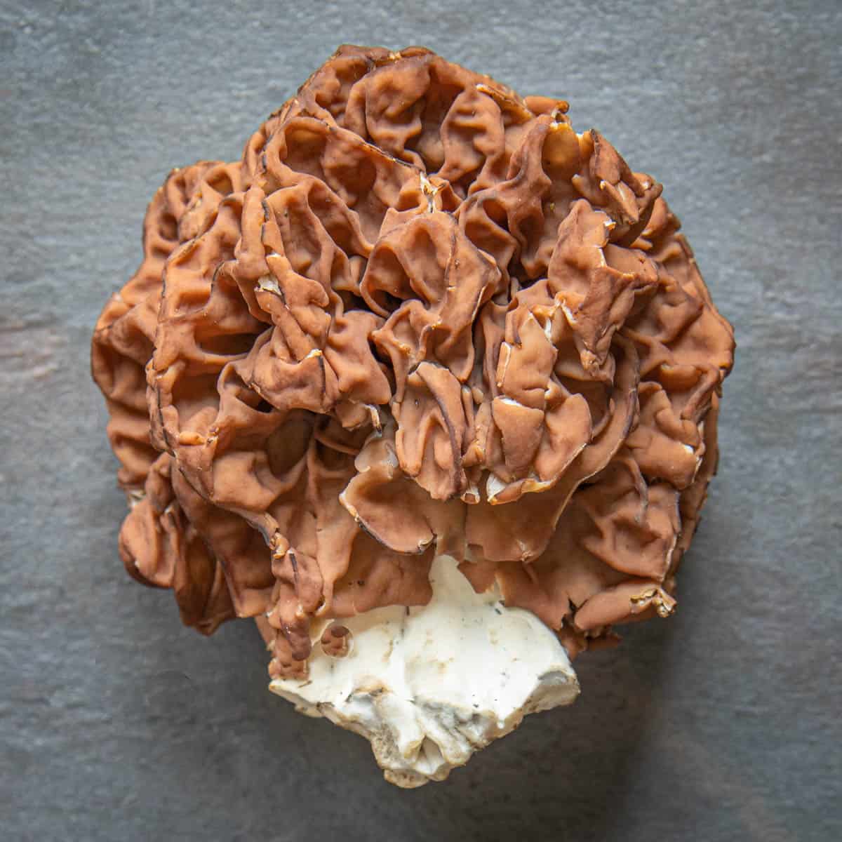 Gyromitra caroliniana are large, handsome mushrooms. 