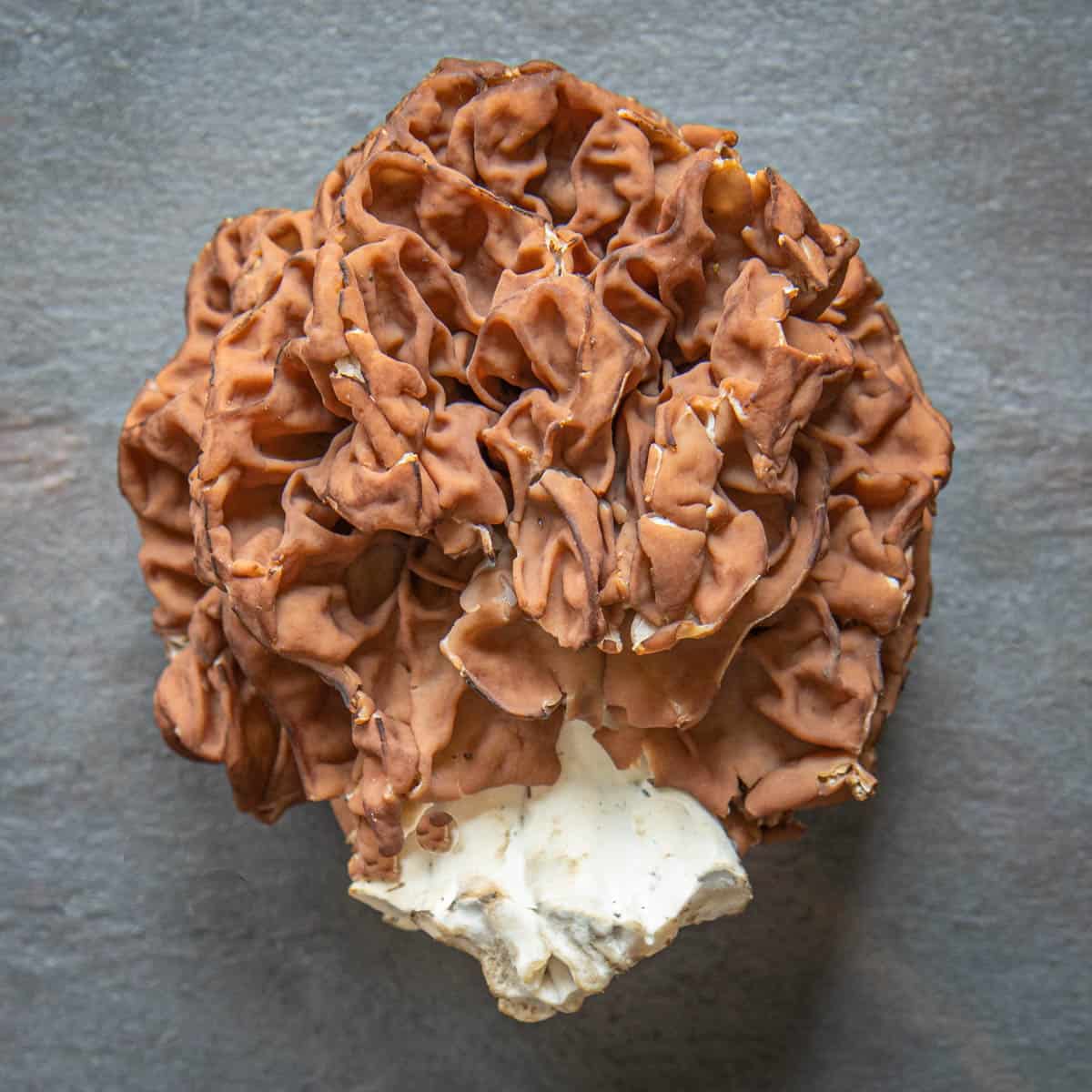 Gyromitra caroliniana