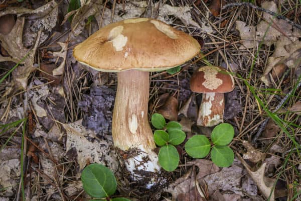 Midwest Porcini or Boletus subcaerulescens