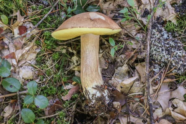 Porcini b. subcaerulescens (3)